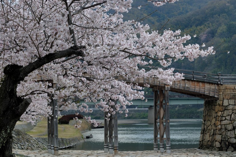 錦帯橋と桜