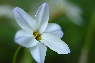 花ニラ