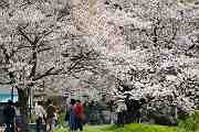 桜の散歩みち－１