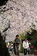 桜の散歩みち－２