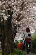桜の散歩みち－４