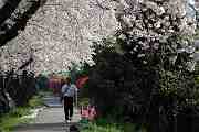 桜の散歩みち－１０
