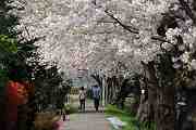 鳩川桜の散歩みち