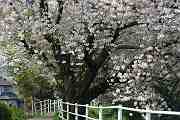 桜の散歩みち－１２