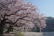 岩国・桜−２
