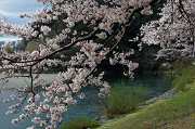 桜・岩国−１２