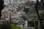 河山駅の桜