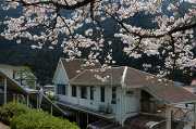 錦町駅の桜