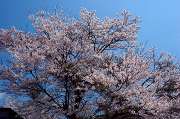 錦町・桜－５