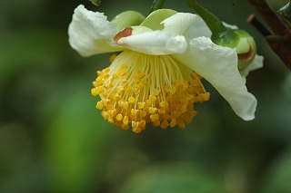 茶の花