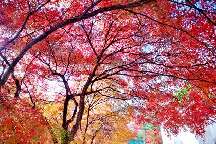 漢陽寺門前の紅葉